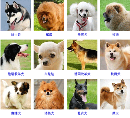 狗狗大全（狗狗品种大全及图）
