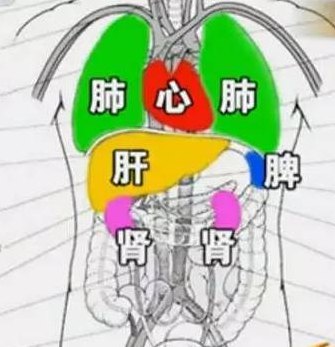 心肝脾肺肾的位置图（心肝脾肺肾的位置图背部）
