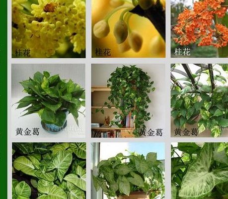 花类大全名称及图片（花类大全图册）