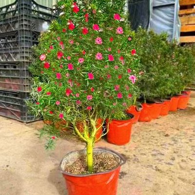 花期长的花（什么花期最长又好养）