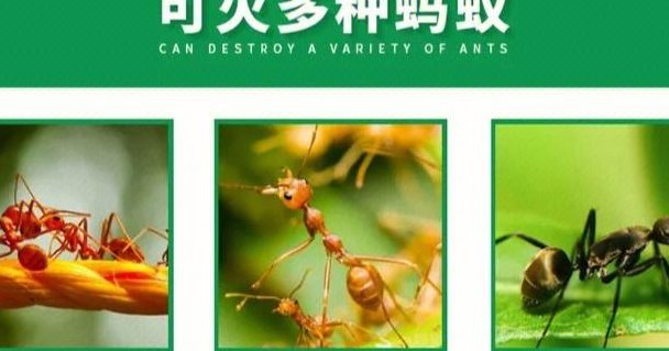 除蚂蚁的方法（除蚂蚁最有效方法）