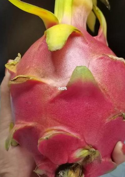 火龙果什么时候成熟（1一12月水果成熟名单）
