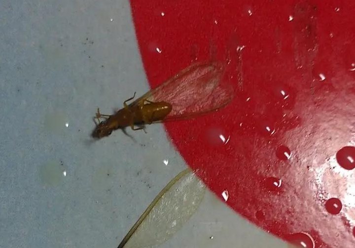 蚂蚁的样子（蚂蚁的样子怎么写）