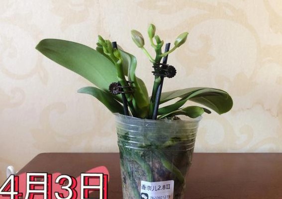 蝴蝶兰每天几点开花（蝴蝶兰每天几点钟开花）
