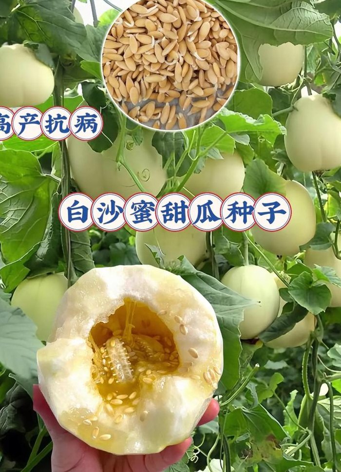香瓜种植（香瓜种植时间和方法）