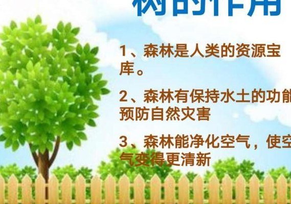 桉树的用途（桉树的用途和价值）