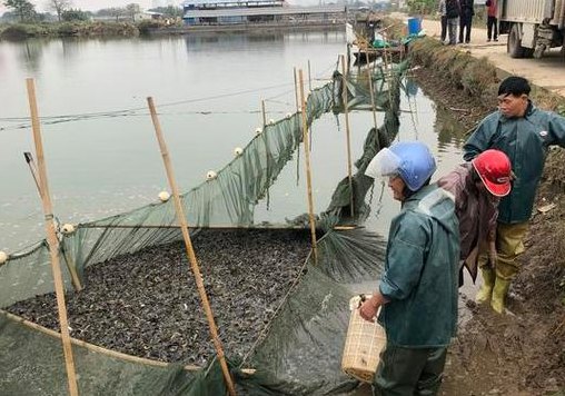 养泥鳅一亩投资多少钱（养泥鳅一亩收入）