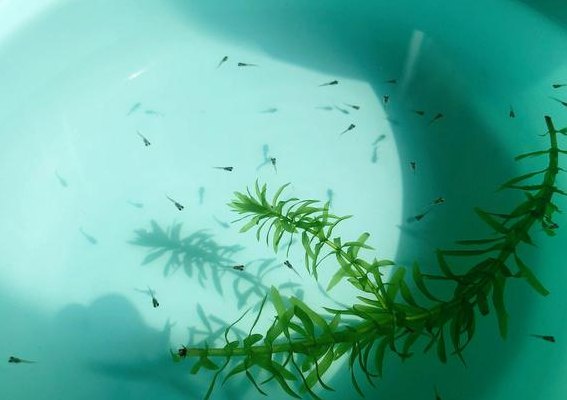 凤尾鱼下崽时忌讳什么（凤尾鱼下崽时忌讳什么食物）