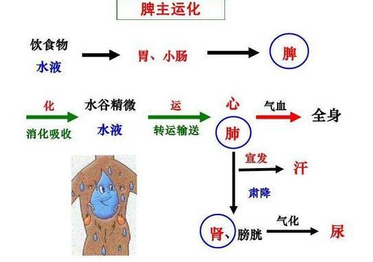 脾主运化（脾主运化是指什么）