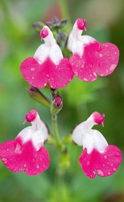 夏天有哪些花开放（夏天有哪些花开放陆地）