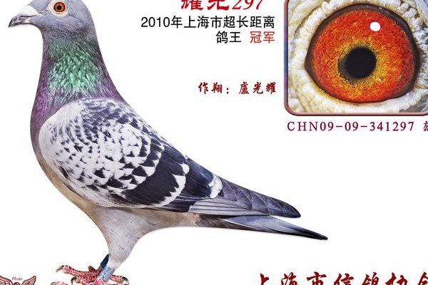 上海市信鸽协会网（上海市信鸽协会网比赛直播）