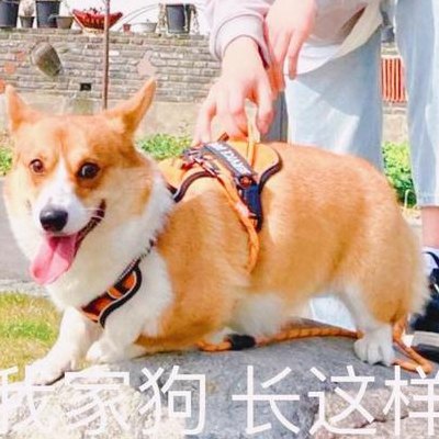 男生叫女生狗子是什么意思（男生叫一个女生狗子啥意思）