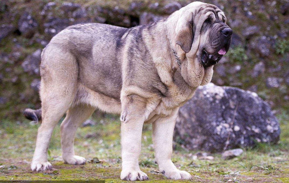 犬种大全（西班牙犬种大全）