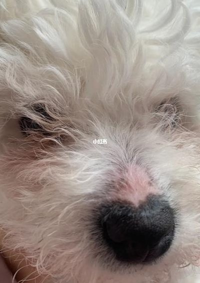 狗鼻子干怎么回事（比熊狗狗鼻子干怎么回事）