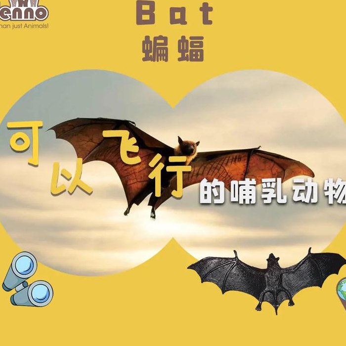 蝙蝠是怎么来到世界上的（蝙蝠是怎么飞进屋的）