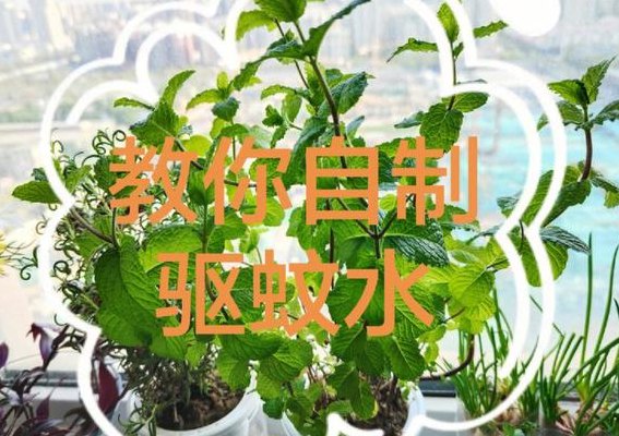 驱蚊水怎么制作方法（驱蚊水怎么制作方法）