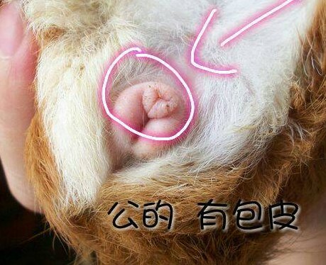 荷兰猪怎么分辨公母（荷兰猪怎么分公母 两个小方法教你判断）
