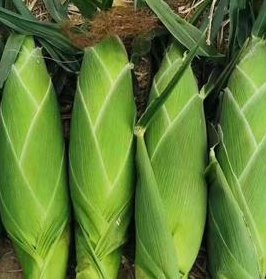 花玉米是转基因的吗（太阳花玉米是转基因的吗）