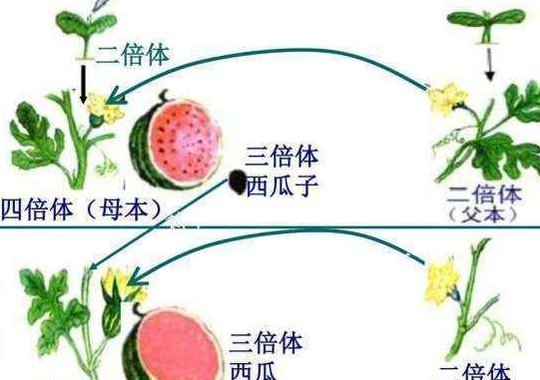 三倍体无籽西瓜的培育过程（三倍体无籽西瓜培育过程图）