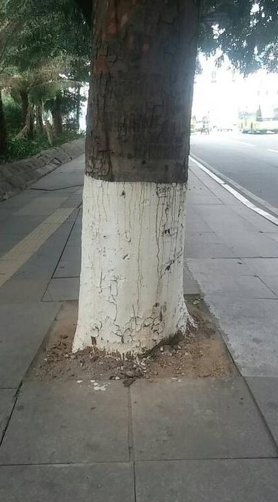 树为什么要刷石灰（树干上为什么要刷石灰）