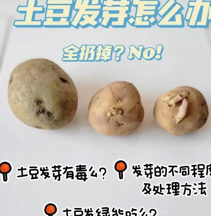 怎样判断土豆发芽图片（判断土豆是否发芽）