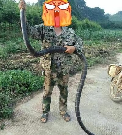 野生过山峰蛇追人图片（过山峰蛇有什么药用价值）