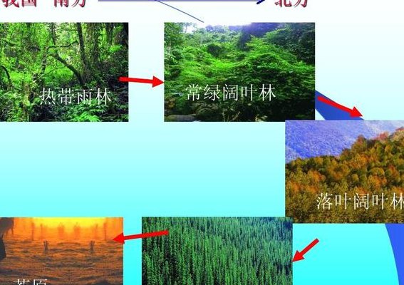 常绿阔叶林（常绿阔叶林和落叶阔叶林区别）