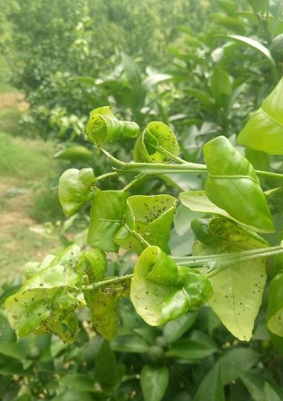 治蚜虫的偏方最快方法（治蚜虫的偏方最快方法生姜治蚜虫）