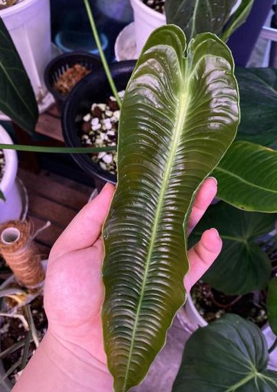 火鹤花的养殖方法（火鹤花的养殖方法和注意事项,火鹤王的图片）