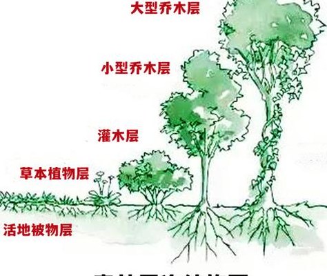 乔木和灌木的区别（乔木和灌木的区别是什么根系）