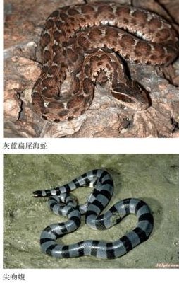 蛇的种类（蛇的种类和名称大全）