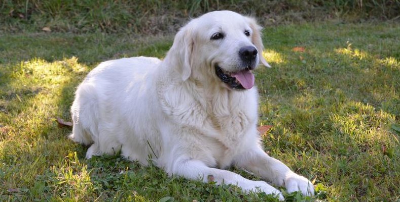 白金毛犬图片（纯种金毛图片）