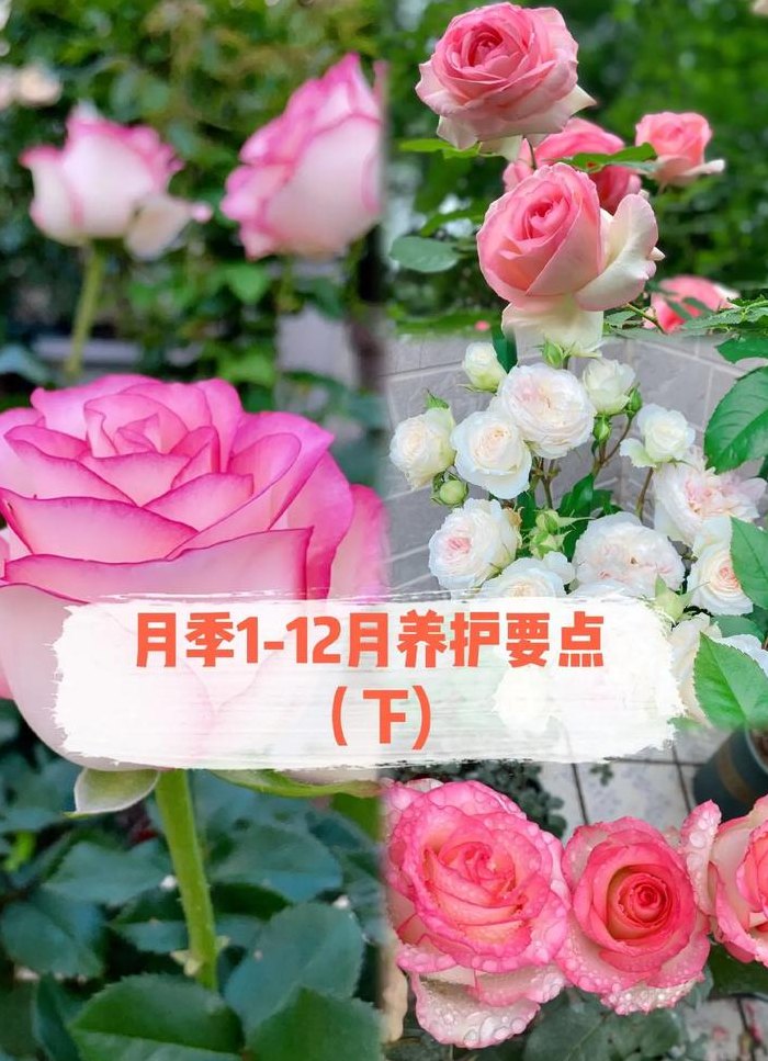 月季花什么时候开放（月季花什么时候开放?）