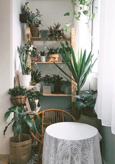 阳台植物（阳台植物布置图片）