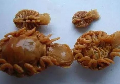 鱼虱子图片（鱼虱子图片大全）