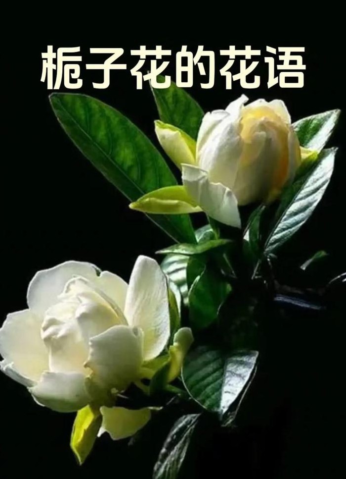 栀子花的寓意（栀子花的寓意和象征风水）