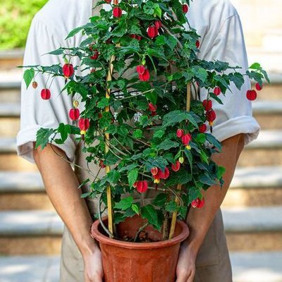 灯笼花怎么养（灯笼花怎么养好看视频）