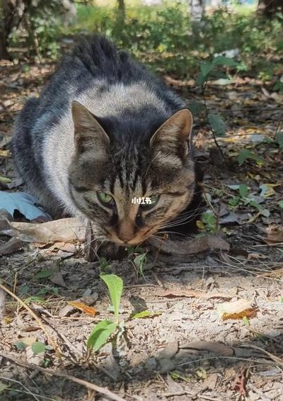 家里来野猫预兆着什么（家里来野猫是凶是吉）