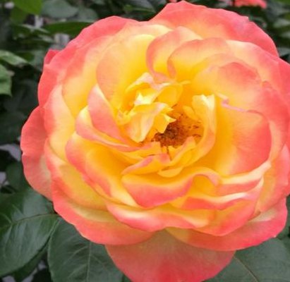 北京的市花是什么花（北京的市花是什么花是不是月季花）