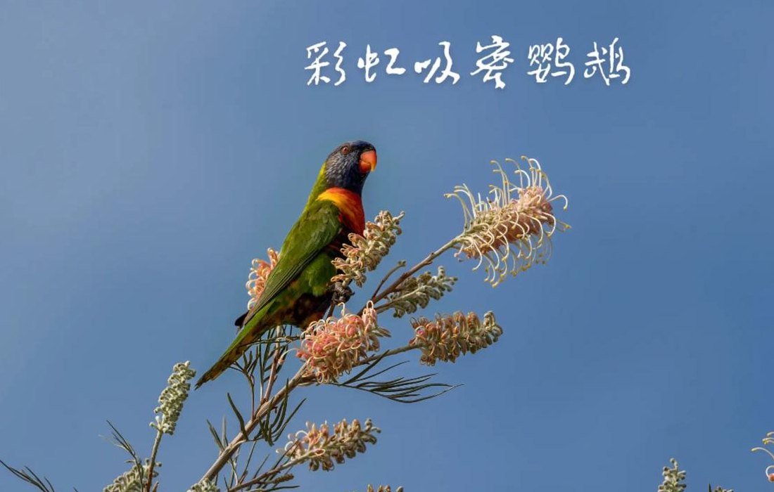 关于吸蜜鹦鹉的信息