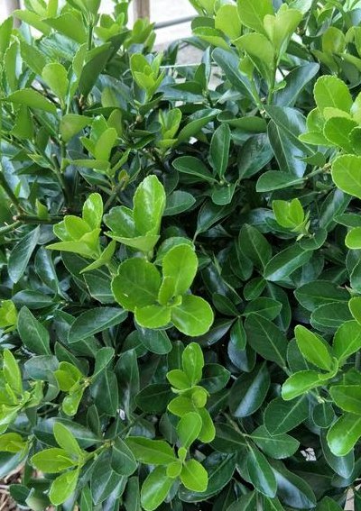 冬青是什么类的植物（冬青是什么植物类别）