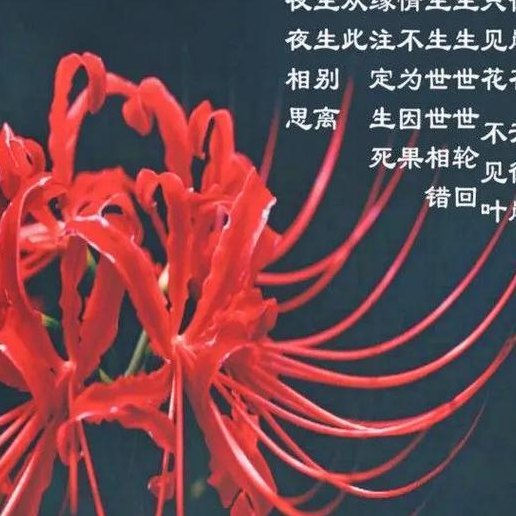 彼岸花的寓意（金色彼岸花的寓意）