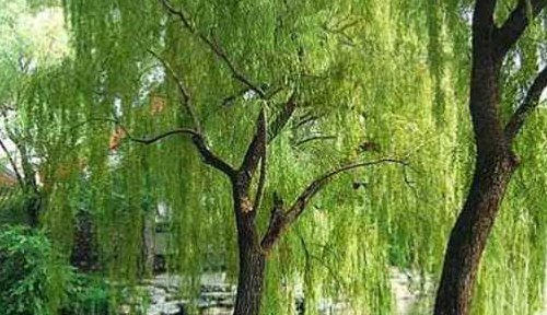 五九六九沿河看柳是什么意思（一九至九九的民谣）