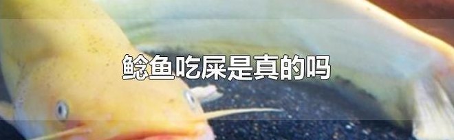 吃鱼屎的鱼（有吃鱼屎的）