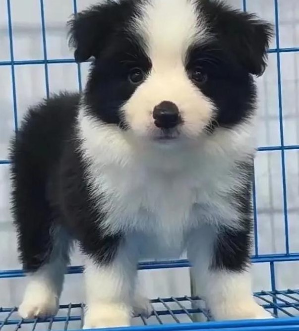 边牧犬的缺点（边牧犬的缺点幼犬）