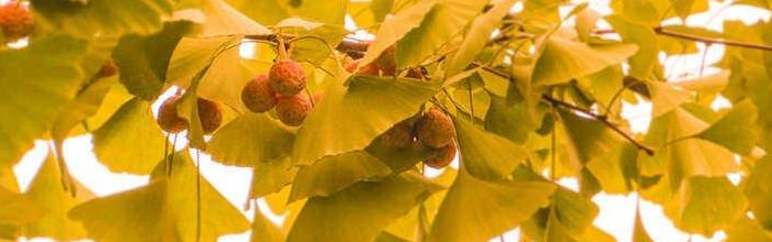 银杏是什么植物（银杏是什么植物裸子还是被子,果子俗称）