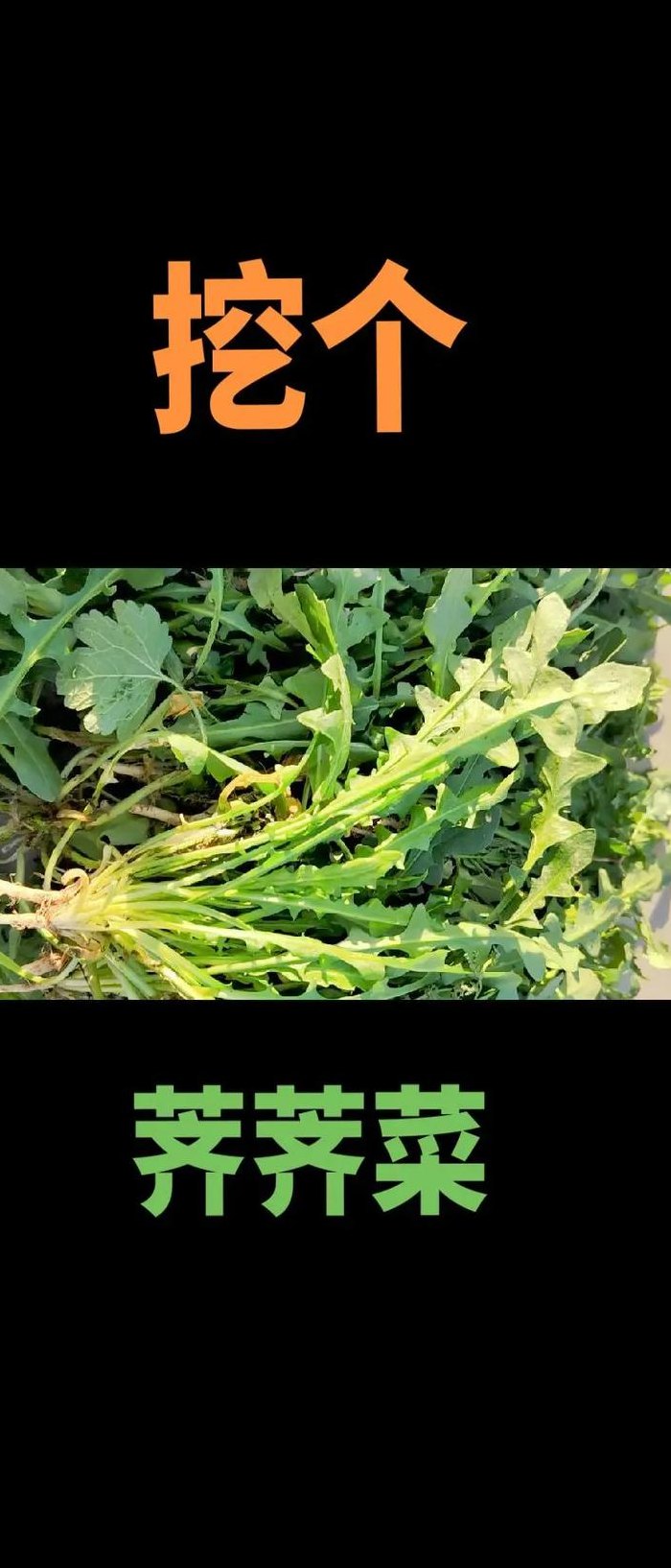 荠的读音（荠的读音与意思）
