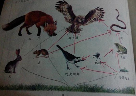 生物链是什么意思（生物链科普）