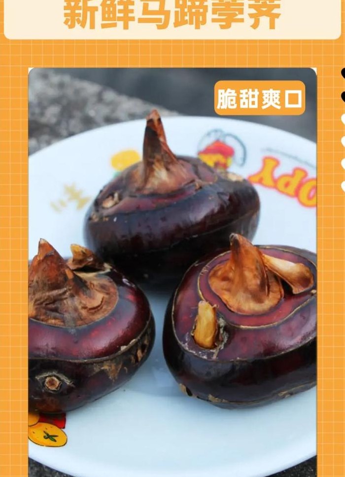 荸荠的读音（荸荠的读音功效与作用及禁忌）