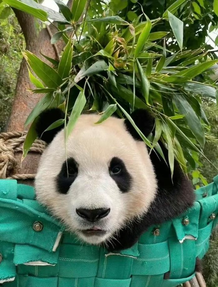 大熊猫只有中国才有吗（大熊猫只有我们中国才有吗）